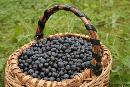 10 Best Places to Pick Blueberries in Minnesota!
