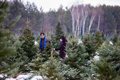 9 Best Christmas Tree Farms in Minnesota!