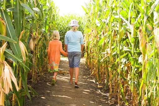 The 7 Best Corn Mazes in Minnesota!