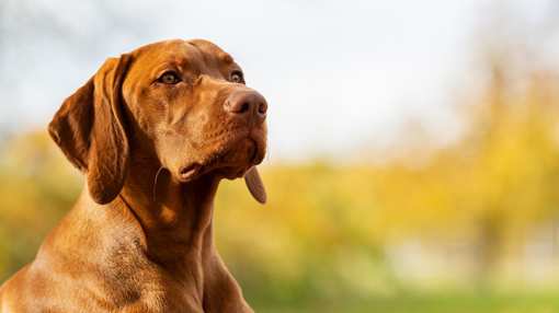 10 Best Dog Kennels in Minnesota!