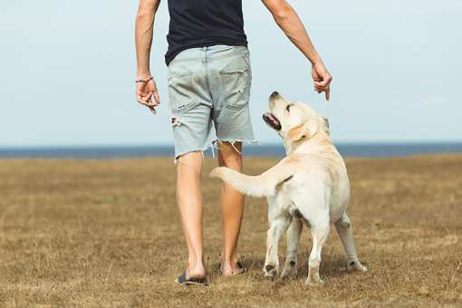 10 Best Dog Trainers in Minnesota!