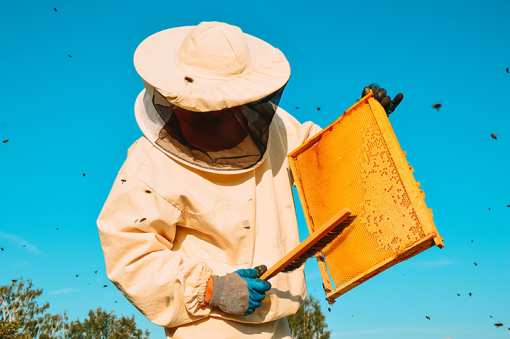 5 Best Honey Farms and Apiaries in Minnesota!