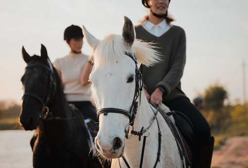 10 Best Horseback Riding Services in Minnesota!