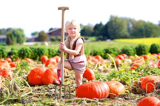 The 7 Best Pumpkin Patches in Minnesota!