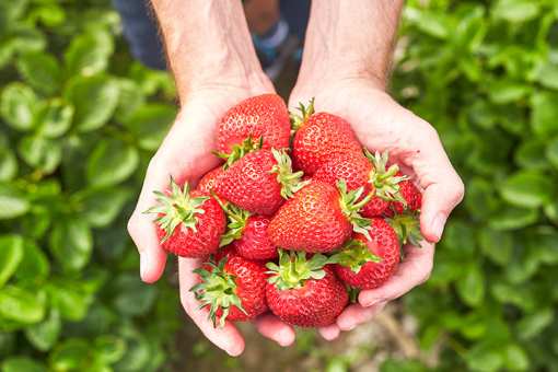 10 Best Places to Pick Strawberries in Minnesota!