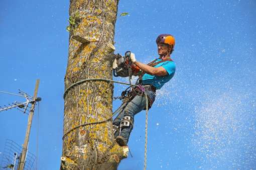 10 Best Tree Services in Minnesota!