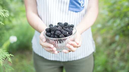 5 Best Blackberry Picking Farms in Missouri!