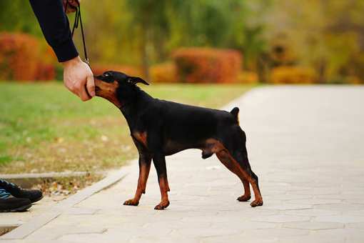 10 Best Dog Trainers in Missouri!