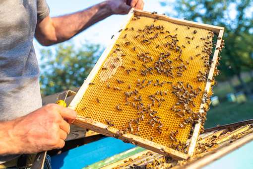 5 Best Honey Farms and Apiaries in Missouri!