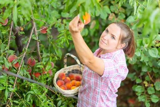 6 Best Places to go Peach Picking in Missouri!