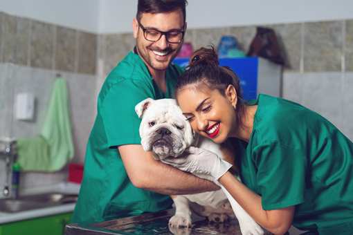 10 Best Veterinarians in Missouri!