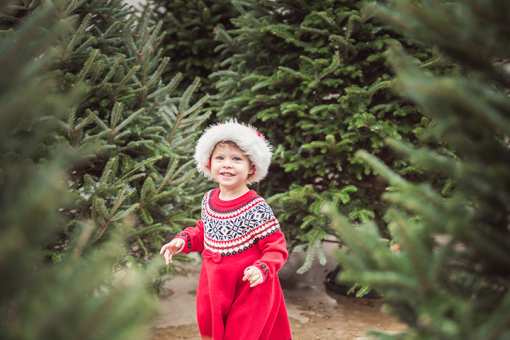 10 Best Christmas Tree Farms in Mississippi!