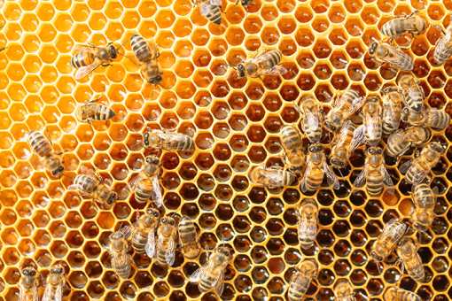 Best Honey Farms and Apiaries in Mississippi!
