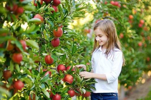 The Best Apple Orchards in Montana!