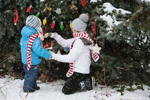 10 Best Christmas Tree Farms in Montana!