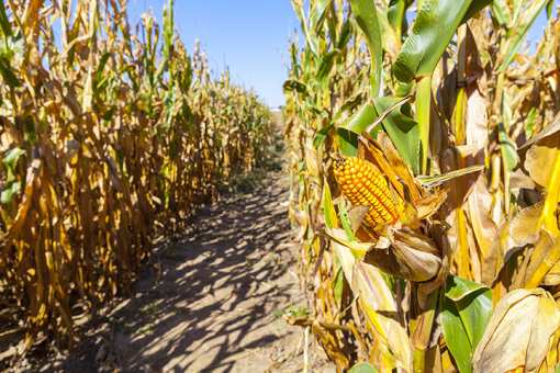 The Best Corn Mazes in Montana