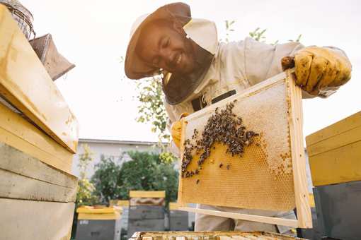 Best Honey Farms and Apiaries in Montana!