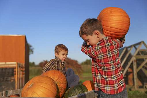 The 7 Best Places for Pumpkin Picking in Montana!
