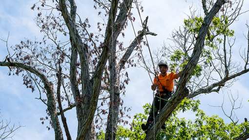 10 Best Tree Services in Montana!