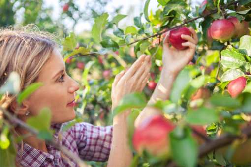 The 10 Best Apple Orchards in North Carolina!