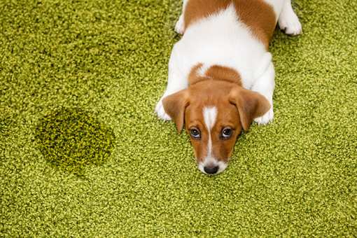 5 Best Carpet Cleaning Services in North Carolina!