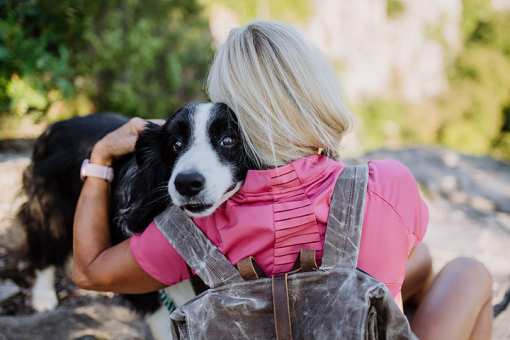 10 Best Dog Trainers in North Carolina!