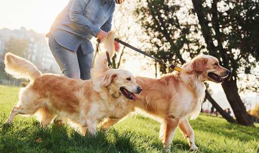 6 Best Dog Walking Services in North Carolina!