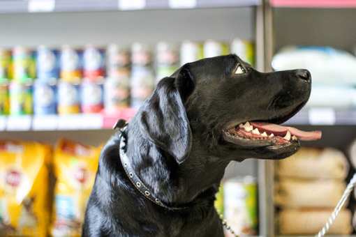 The 10 Best Pet Stores in North Carolina!