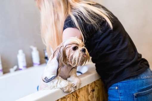 The 8 Best Pet Groomers in North Carolina!