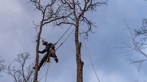 10 Best Tree Services in North Carolina!