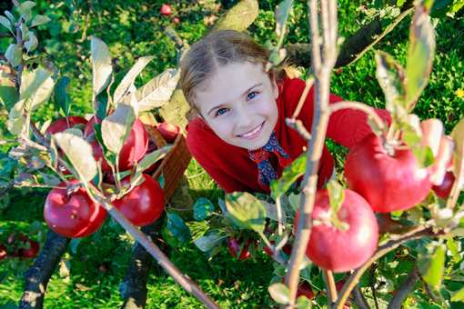 The 6 Best Apple Picking Spots in Nebraska!