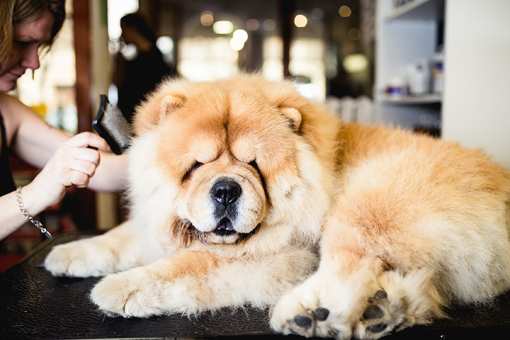 10 Best Pet Groomers in Nebraska!