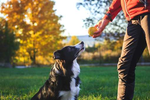 10 Best Dog Trainers in New Hampshire!