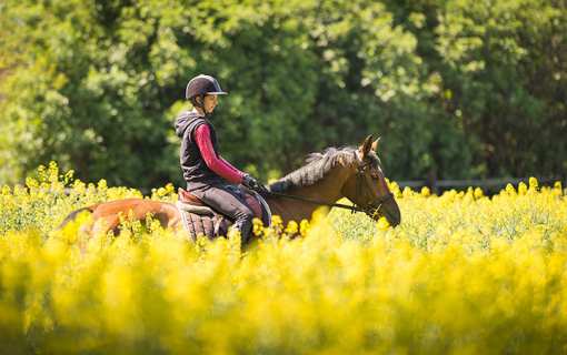 7 Best Horseback Riding Services in New Hampshire!