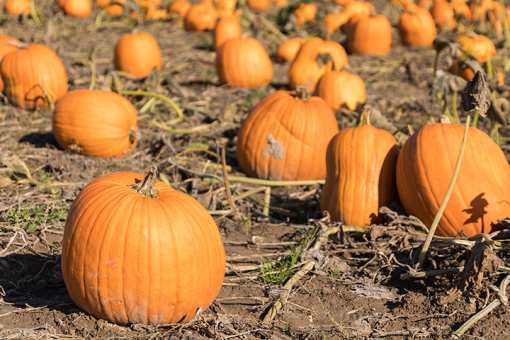 The 9 Best Pumpkin Picking Spots in New Hampshire!