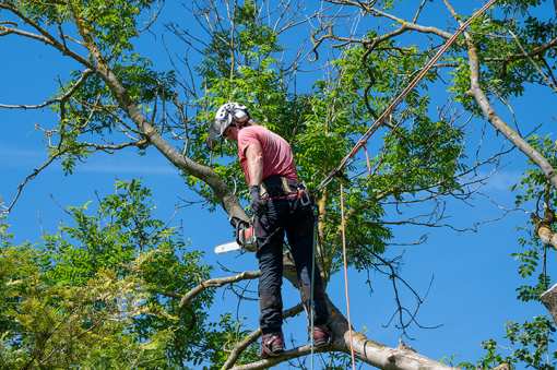 10 Best Tree Services in New Hampshire!