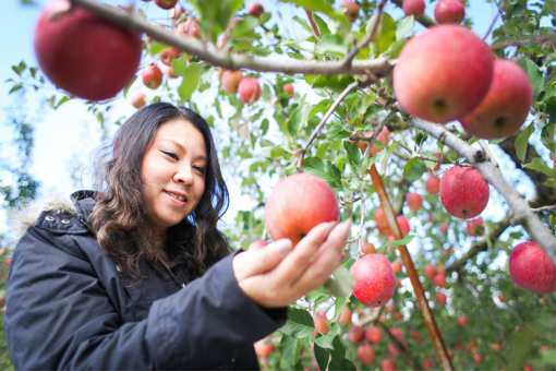 The 10 Best Apple Picking Spots in New Jersey!
