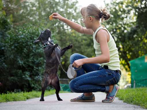 10 Best Dog Trainers in New Jersey!