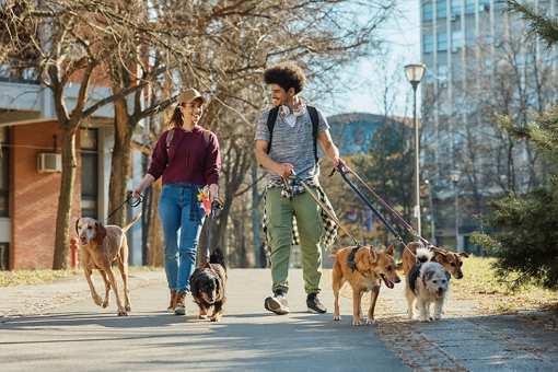 6 Best Dog Walking Services in New Jersey!