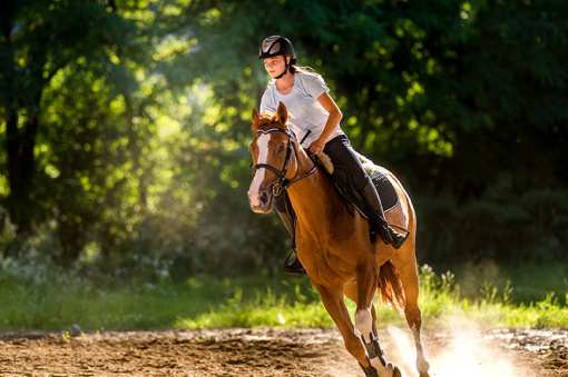 10 Best Horseback Riding Services in New Jersey!
