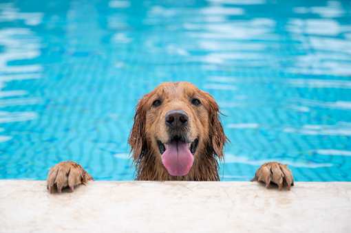 10 Best Pool Cleaning and Maintenance Services in New Jersey!