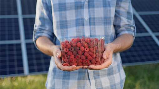 9 Best Places to Pick Raspberries in New Jersey!