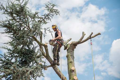 10 Best Tree Services in New Jersey!