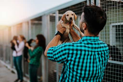 10 Best Animal Shelters & Pet Rescues in New Mexico!