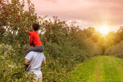 The 6 Best Apple Orchards in New Mexico!