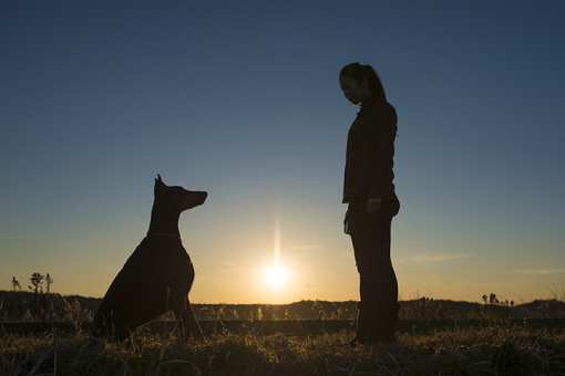 10 Best Dog Trainers in New Mexico!