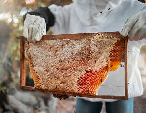 Best Honey Farms and Apiaries in New Mexico!