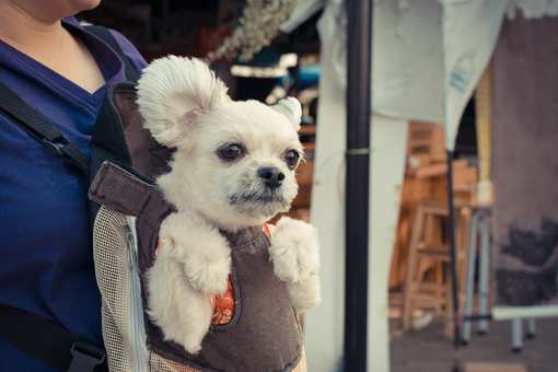 The 8 Best Pet Stores in New Mexico!