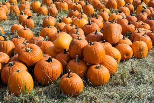 The 7 Best Pumpkin Picking Spots in New Mexico!
