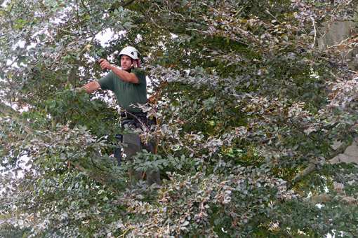 5 Best Tree Services in New Mexico!